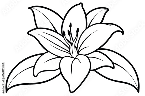 lily silhouette line art vector illustration