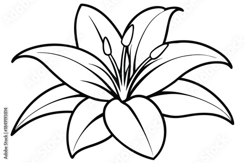 lily silhouette line art vector illustration