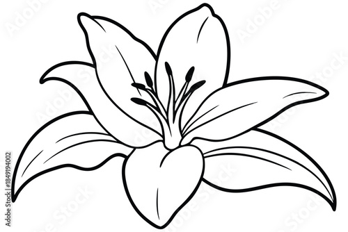 lily silhouette line art vector illustration
