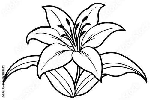 lily silhouette line art vector illustration