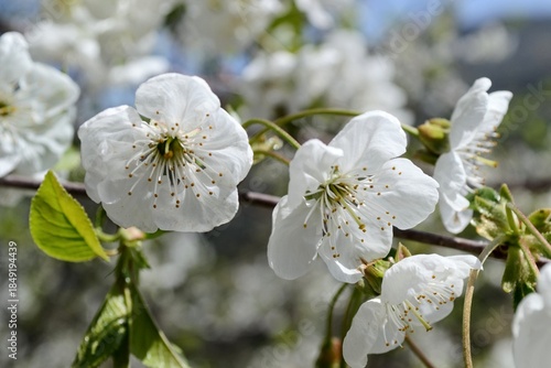 White spring blossoms on tree branch with soft natural background