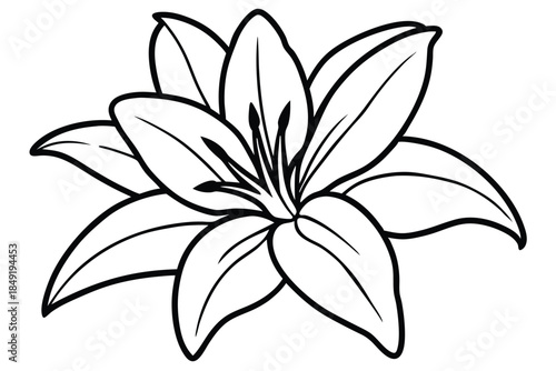 lily silhouette line art vector illustration