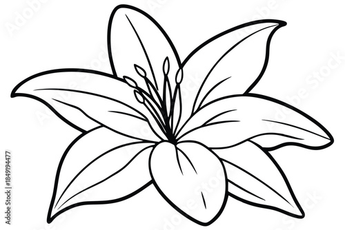 lily silhouette line art vector illustration