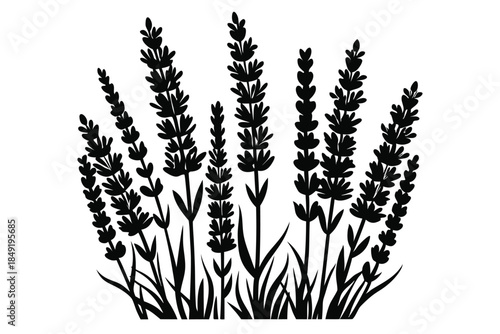 lavender silhouette line art vector illustration