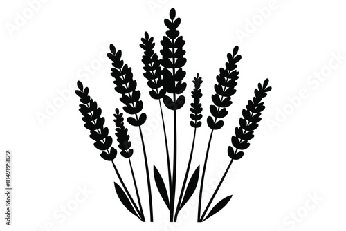 lavender silhouette line art vector illustration