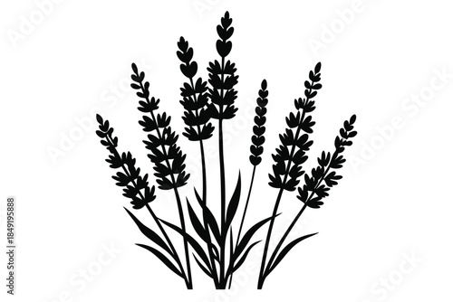 lavender silhouette line art vector illustration