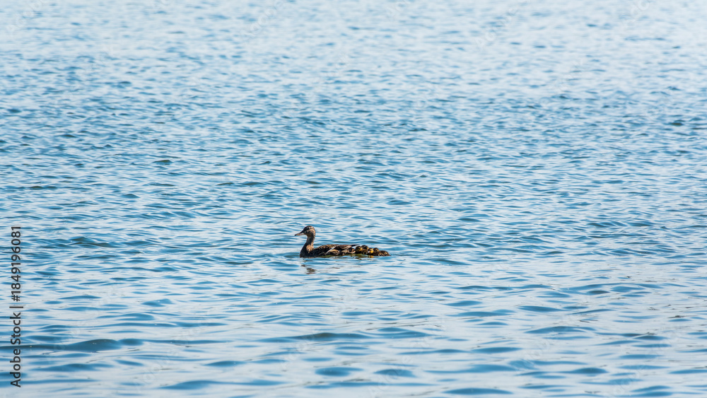 Fototapeta premium A family of ducks, a duck and its little ducklings are swimming in the water. The duck takes care of its newborn ducklings. Mallard, lat. Anas platyrhynchos