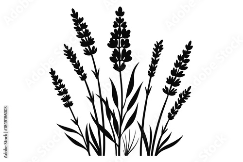 lavender silhouette line art vector illustration