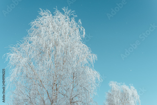 Snow covered frosty birch trees under clear blue winter sky with subtle falling snow, serene seasonal nature scene ideal as Christmas or New Year background with copy space