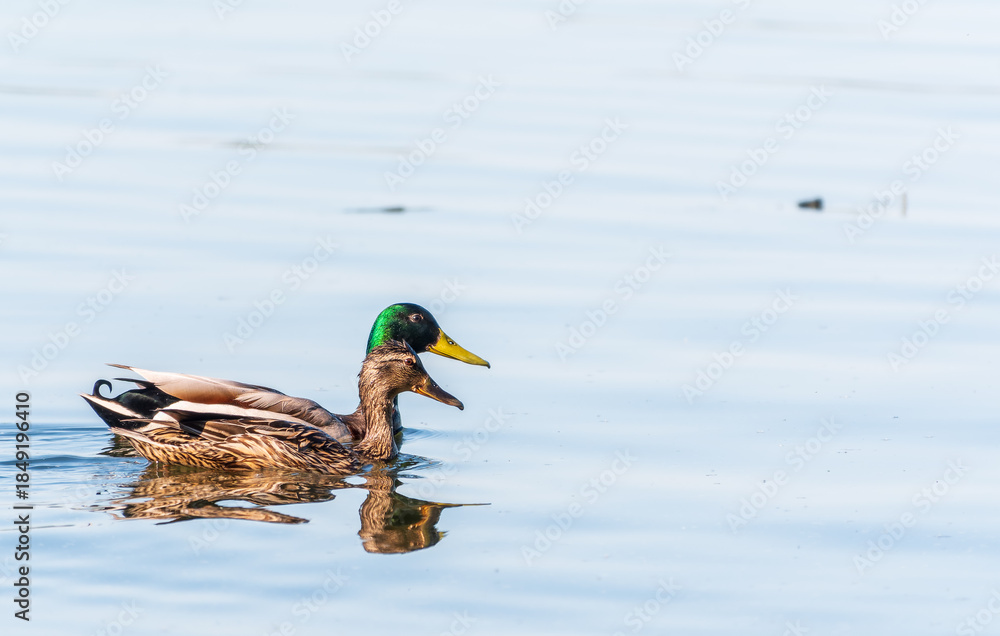 Fototapeta premium A couple of mallard ducks swims in the river
