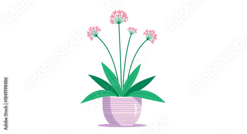 An elegant illustration of delicate pink agapanthus flowers with long green stems growing in a stylish textured pink pot.