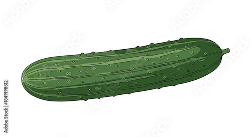 A realistic and detailed illustration of a single fresh green cucumber isolated on a clean white background for design.