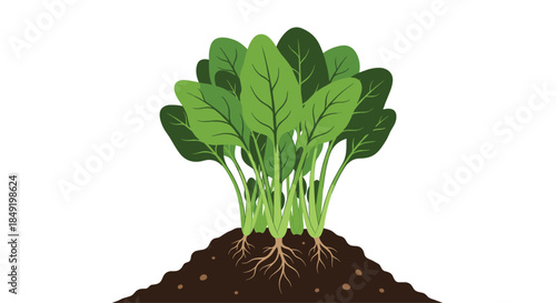 A fresh bunch of green spinach with visible roots growing in a mound of rich soil, isolated on white.