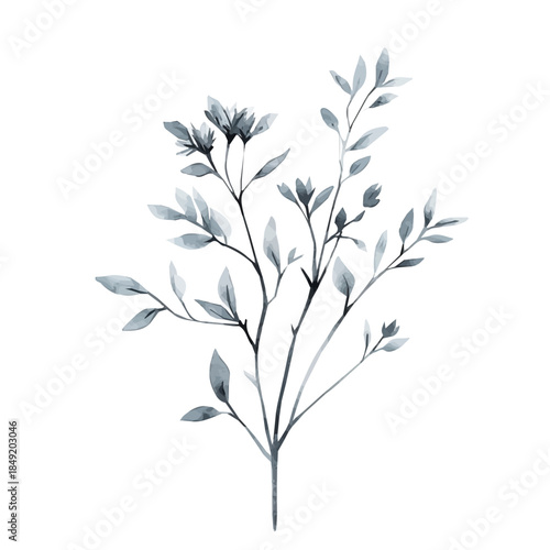 Hand-painted style, vectorized, vector set available in EPS An Elegant watercolor painting design collection, Watercolor_style_painting_of_a_anise_plant_on_a_white