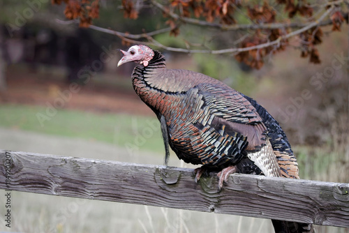  Wild turkey resting on a fence.