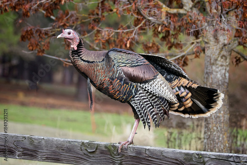  Wild turkey stands on an old wooden fence.