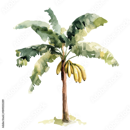 Hand-painted style, vectorized, vector set available in EPS An Elegant watercolor painting design collection_Watercolor_style_painting_of_a_banana_tree_on_a_white_