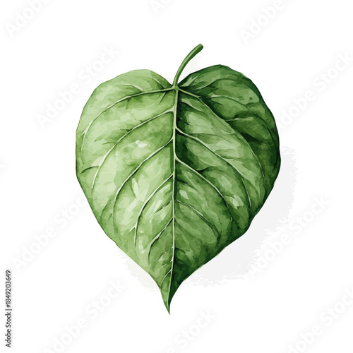 Hand-painted style, vectorized, vector set available in EPS An Elegant watercolor painting design collection_Watercolor_style_painting_of_a_betel_leaf_