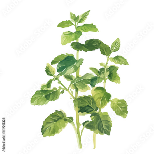 A vectorized, Hand-painted style, vector set available in EPS An Elegant watercolor painting design collection_Watercolor_style_painting_of_a_lemon_balm_plant