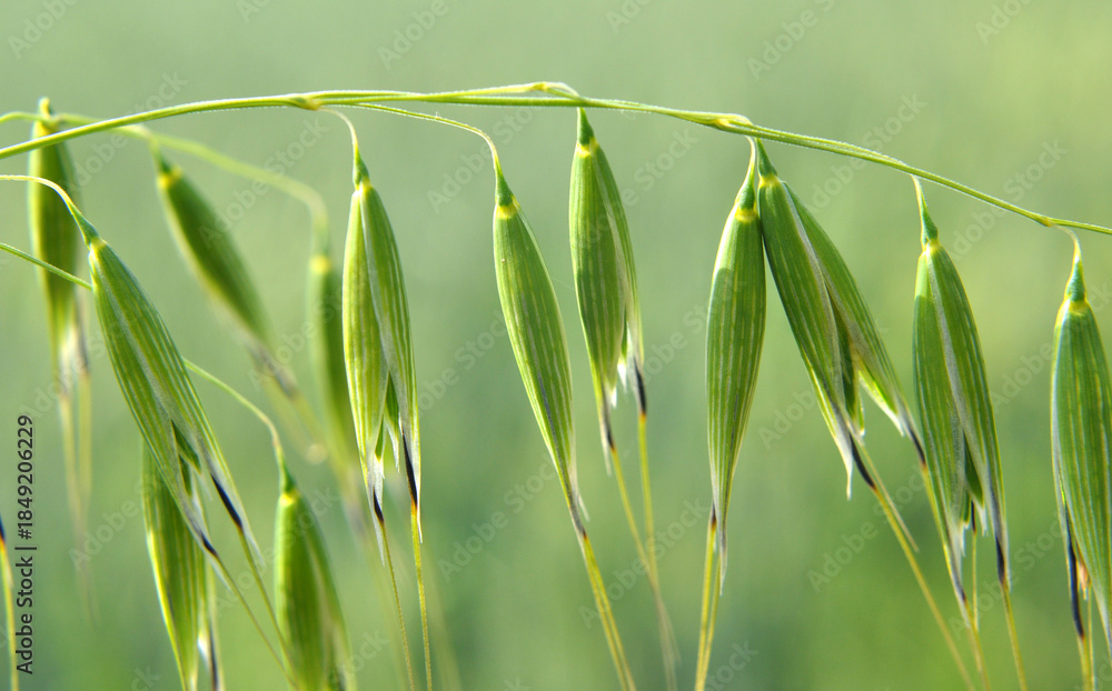 Fototapeta premium Spikelets of oats close up