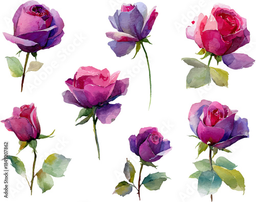 pink roses on white background