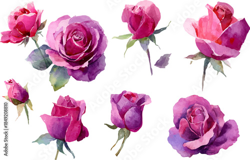 pink roses on white background