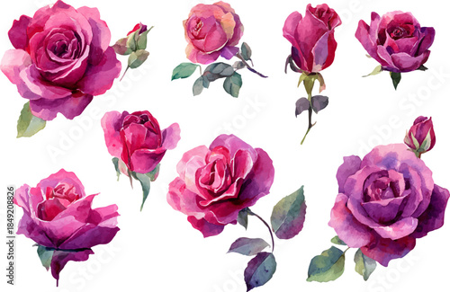set of pink roses isolated