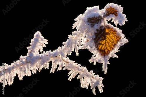 Frost-Covered Raspberry Leaf Isolated. Macro close-up of a raspberry leaf covered in delicate hoarfrost crystals. Winter nature background with icy texture, cold weather details, and natural patterns.