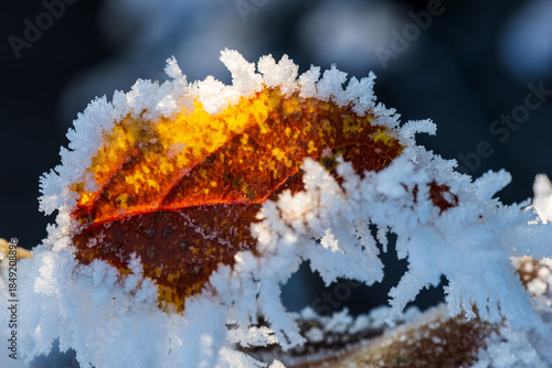 Frost-Covered Apple Tree Leaf in Winter. Close-up of an apple tree leaf covered in delicate hoarfrost crystals. Winter nature background with icy texture, cold weather details, and natural patterns.