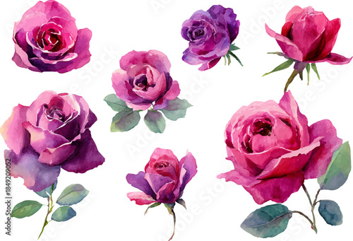 set of pink roses