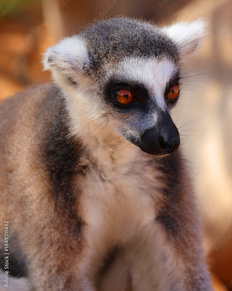 Obraz premium The ring-tailed lemur (Lemur catta) is a large strepsirrhine primate and the most recognized lemur due to its long, black and white ringed tail. 