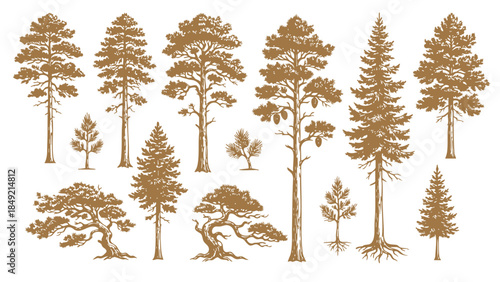Brown Silhouette Trees Collection Nature Details Hand Drawn Engraving Pine and Fir.Vector Set