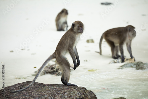 Monkeys on the beach of Phi Phi Island