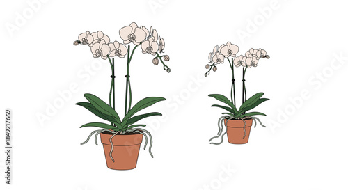 Pair of beautiful white orchid plants growing in terracotta pots with lush green leaves and intricate root systems shown.