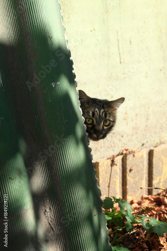 Portrait of cute street cat