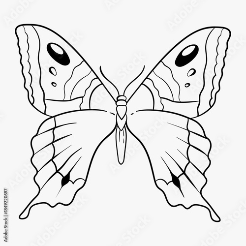 butterfly on white background