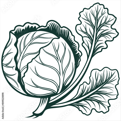 Cabbage art illustrated vegetable