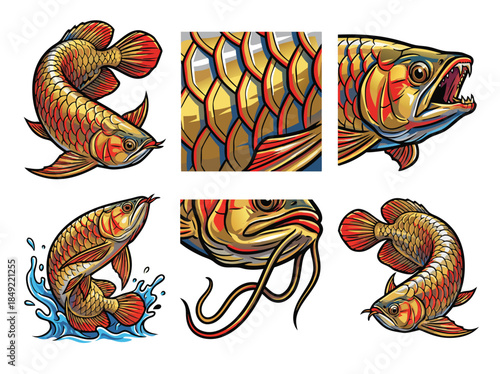 Collection of Arowana Fish Illustrations and Details.