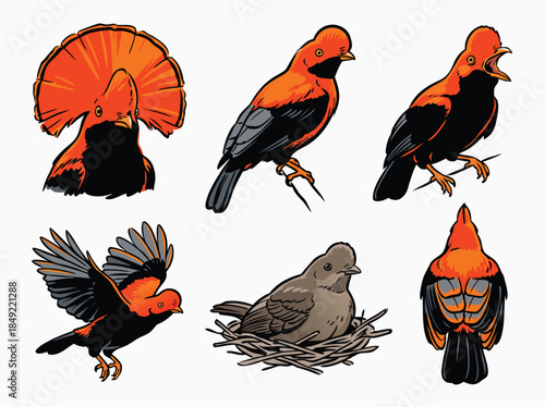 Collection of Birds in Various Poses and Actions.