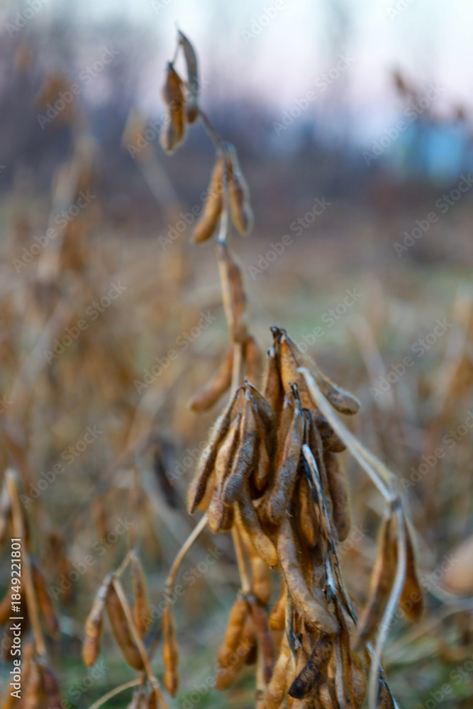 Φωτογραφία Dry soybean stalks with ripe pods in a close-up against a blurred background of an evening field