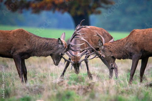 Three young red deer fighting in Richmond Park