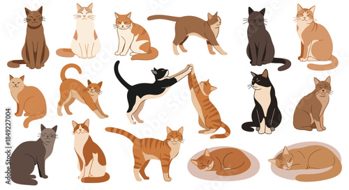 Big collection of various cat breeds in different poses like sitting, stretching, and sleeping for pet lover and veterinary themes.