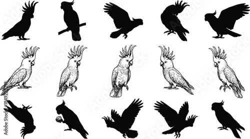Black cockatoo parrot silhouette and detailed line art collection with birds in flight, perched on branches, and tropical wildlife poses for vector design,