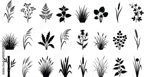 Black botanical silhouette collection with wild meadow grass, weeds, herbs, thistle, reeds, and various field plant elements for nature vector illustration design project,