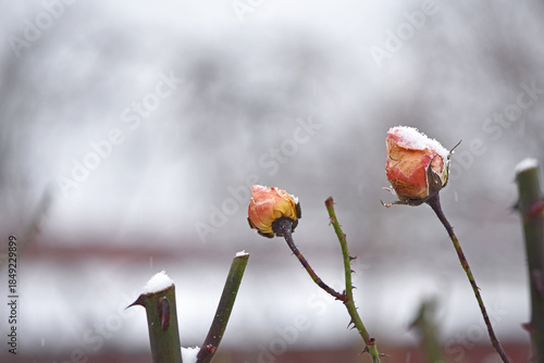Rosebuds in the snow, winter garden. Frozen flowers close-up. Autumn season. Winter time. First snow. Spring, blossoming roses awaken under ice and snow. natural background. space for text