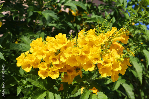 The Tecoma stans, commonly known as yellow bells, yellow elder, or esperanza, is a fast-growing, heat-loving perennial shrub or small tree native to the Americas, 