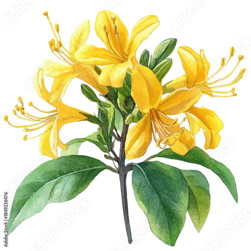 Honeysuckle Flower, vibrant painting vector in watercolor style with playful brushwork and lively colors, isolated on a white background.