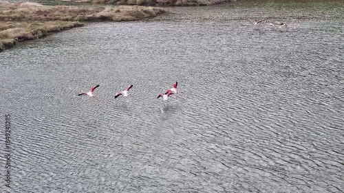 A flock of graceful flamingos grazes peacefully in a calm wetland setting, creating a picturesque scene that reflects the tranquility of nature, oe01