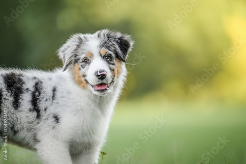 Australian Shepherd puppy playing happily in a sunny garden during summer.