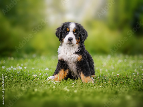 Cute Bernese Mountain Dog puppy playing on green grass in a sunny garden.